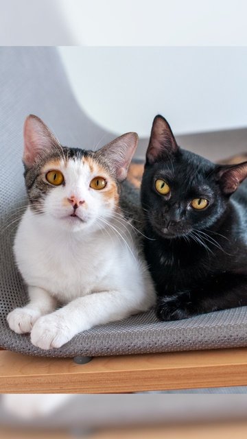 Cedar &amp; Ebony - Domestic Short Hair Cat