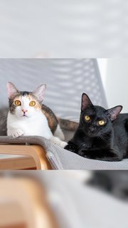 Cedar &amp; Ebony - Domestic Short Hair Cat