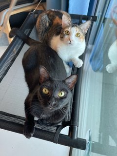 Cedar &amp; Ebony - Domestic Short Hair Cat