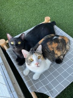 Cedar &amp; Ebony - Domestic Short Hair Cat