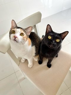 Cedar &amp; Ebony - Domestic Short Hair Cat