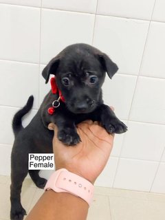 Puppies All Adopted  - Mixed Breed Dog