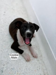 Puppies All Adopted  - Mixed Breed Dog