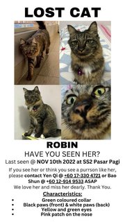 Robin - Domestic Medium Hair + Domestic Short Hair Cat