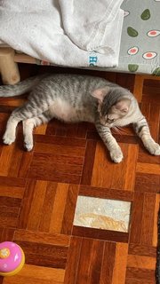 Smokey (Fka Silver) - Domestic Short Hair Cat