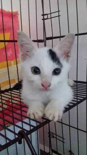 Xiaomi - Domestic Short Hair Cat