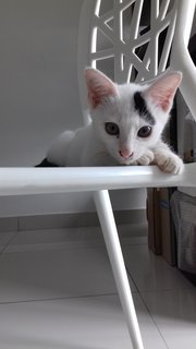 Xiaomi - Domestic Short Hair Cat