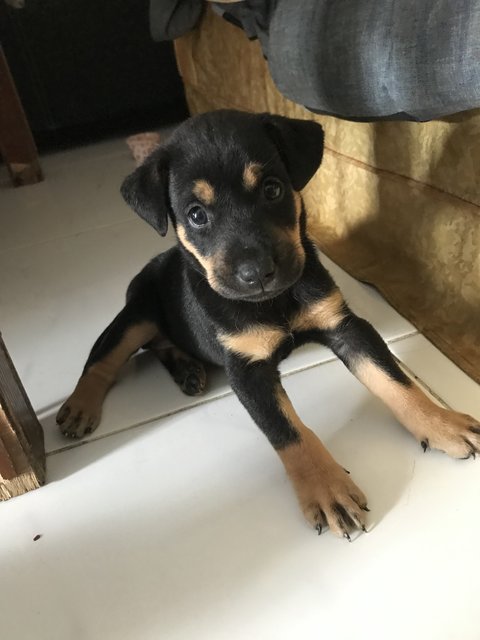 Luna - Rottweiler Mix Dog