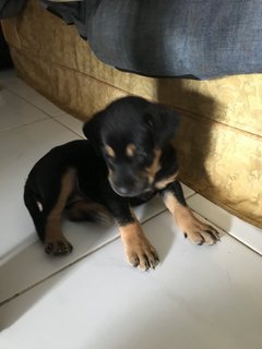 Luna - Rottweiler Mix Dog