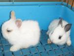 Dwaft Breed Rabbit - Dwarf + Netherland Dwarf Rabbit