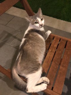 Teresa - Domestic Medium Hair Cat