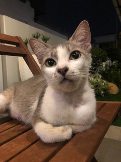 Teresa - Domestic Medium Hair Cat
