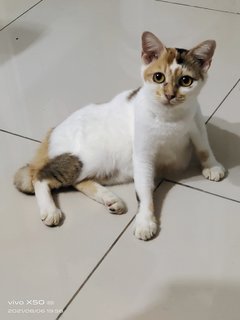 Mochi - Domestic Medium Hair Cat