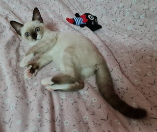 Chanel - Siamese + Tabby Cat