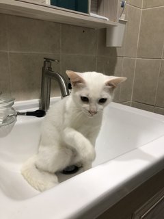 Snowy - Domestic Medium Hair Cat