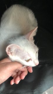 Snowy - Domestic Medium Hair Cat