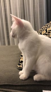 Snowy - Domestic Medium Hair Cat