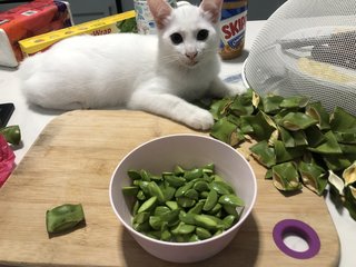 Snowy - Domestic Medium Hair Cat