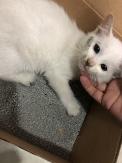 Snowy - Domestic Medium Hair Cat