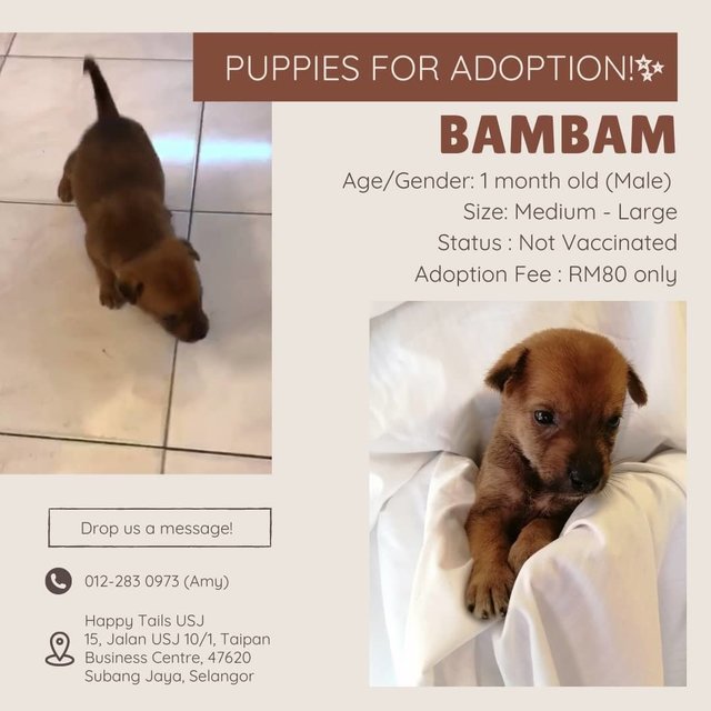 Bambam - Mixed Breed Dog