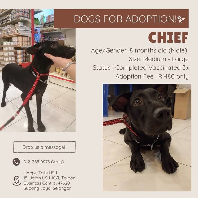 Chief - Mixed Breed Dog