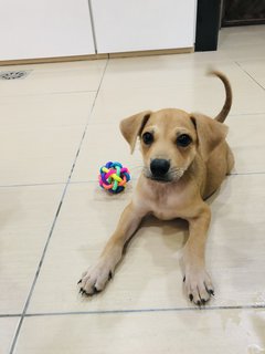 Boxer - Mixed Breed Dog