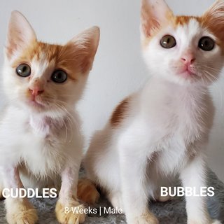 Cuddles Bubbles  - Domestic Short Hair Cat