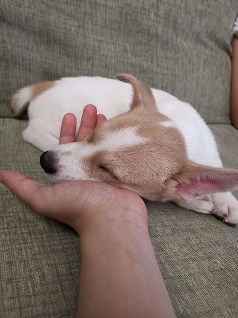 Latte - Jack Russell Terrier + Beagle Dog