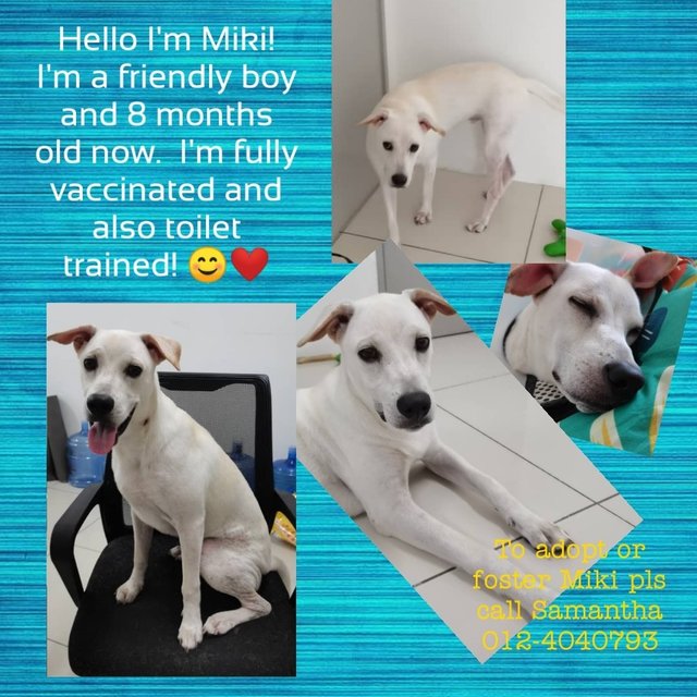 Miki - Mixed Breed Dog