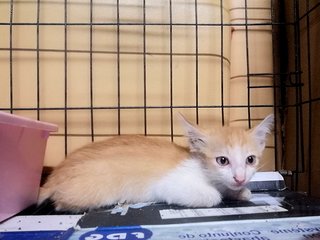 Cream - Domestic Medium Hair + Tabby Cat