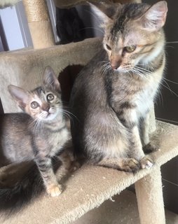 Tugu - Tabby + Domestic Medium Hair Cat