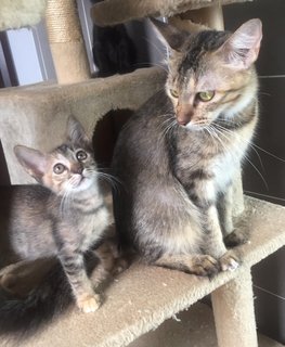 Tugu - Tabby + Domestic Medium Hair Cat