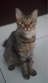 Tugu - Tabby + Domestic Medium Hair Cat