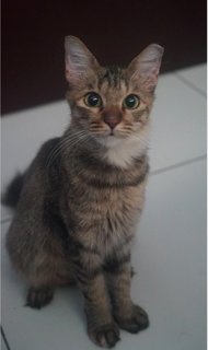 Tugu - Tabby + Domestic Medium Hair Cat