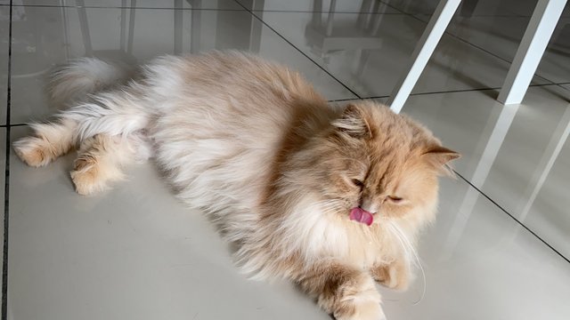 Yara - Persian Cat