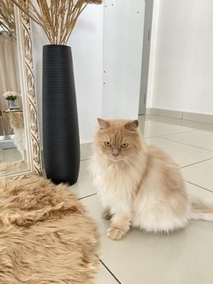 Yara - Persian Cat