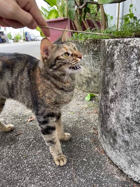 Juan Juan - Domestic Short Hair Cat