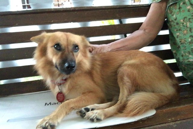 Pretty - Mixed Breed Dog