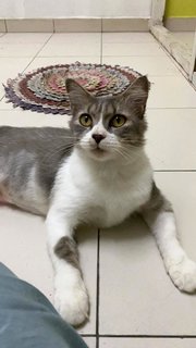 Lily  - Domestic Short Hair Cat