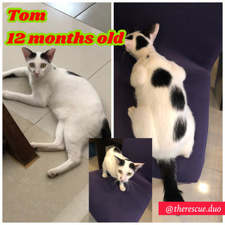 Tom - Domestic Short Hair Cat