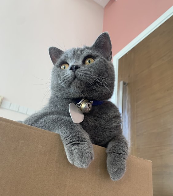 Blue - British Shorthair Cat