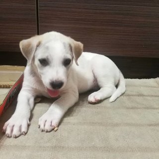 1 Cute Male Puppy For Adoption - Mixed Breed Dog