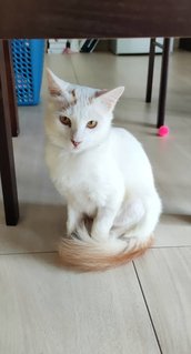 Foxy &amp; Bunny - Siamese + Domestic Long Hair Cat