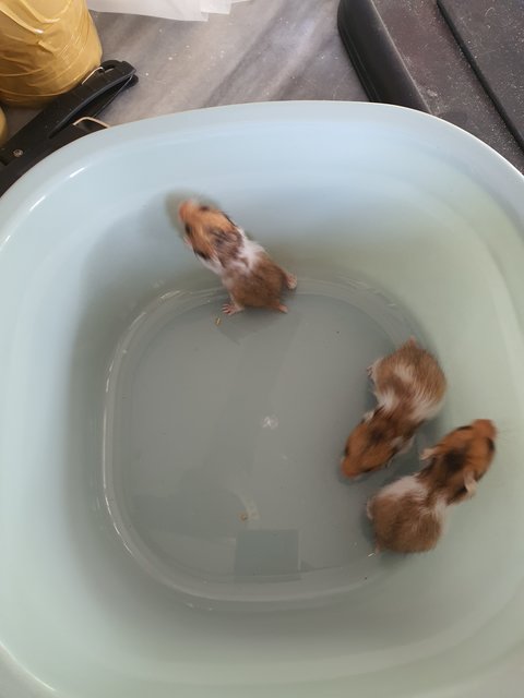 Unnamed - Syrian / Golden Hamster Hamster