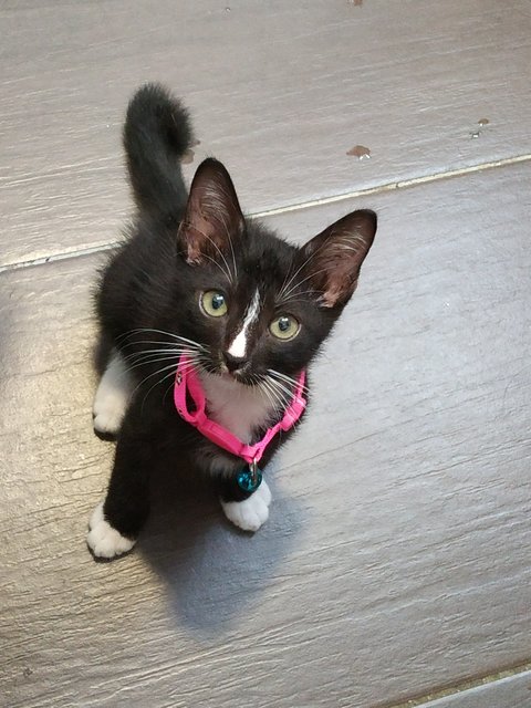 Oreo  - Domestic Short Hair Cat