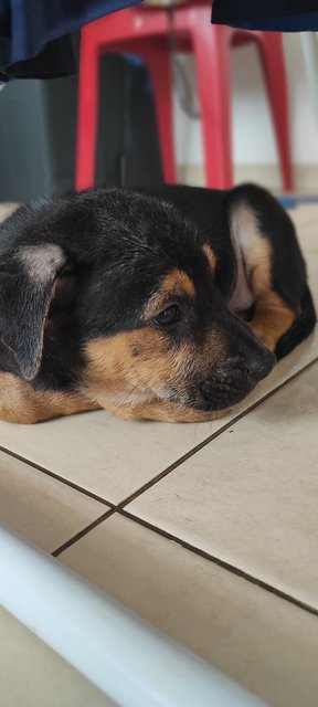 Pistol Babu - Mixed Breed Dog