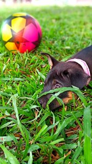 Bruno - Mixed Breed Dog