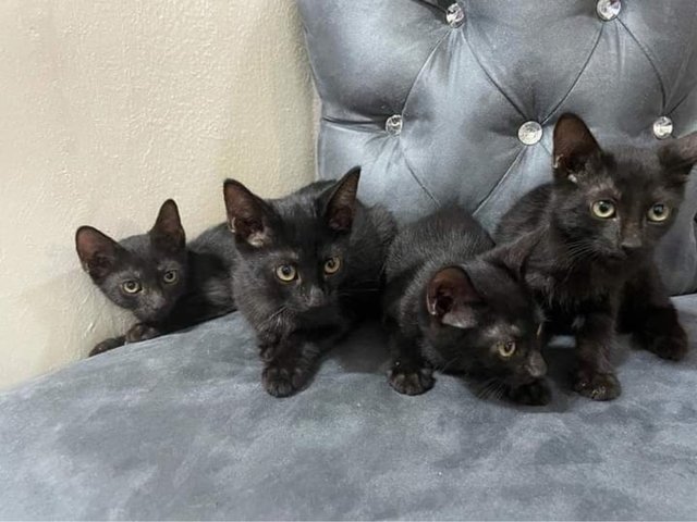 Hi We Are Salem The Cats - Domestic Short Hair Cat