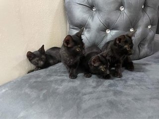 Hi We Are Salem The Cats - Domestic Short Hair Cat