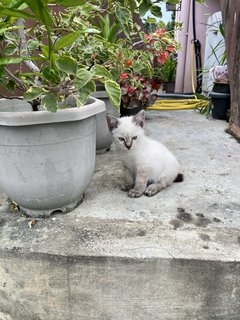 Mimi &amp; Abu - Domestic Short Hair Cat